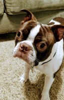 Matthew Lavacot - Boston Terrier Stud