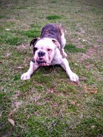 Heather Gutierrez - English Bulldog Stud