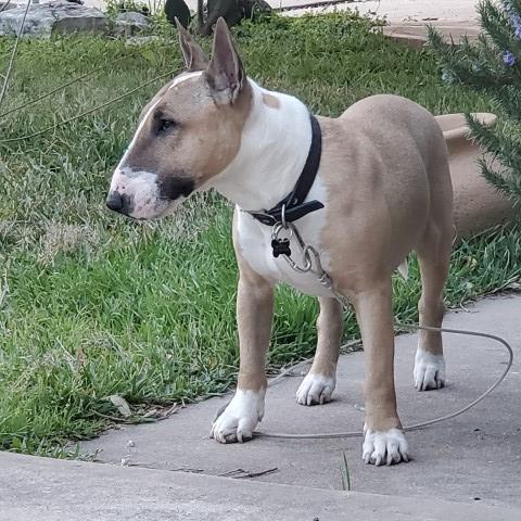 Bull Terrier Stud 30109