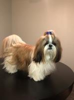 Ivanna - Shih Tzu Stud