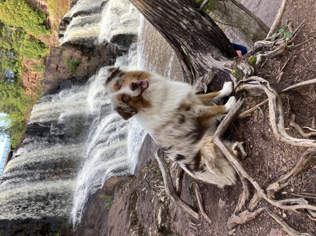 Miniature Australian Shepherd Breeder 30665