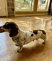 Anne Woodard - Dachshund Stud