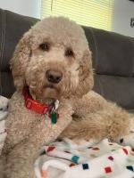 Anna Paige Norman - Goldendoodle Stud