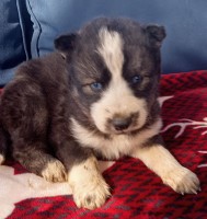 Clintons Siberian Huskys Siberian Husky breeder