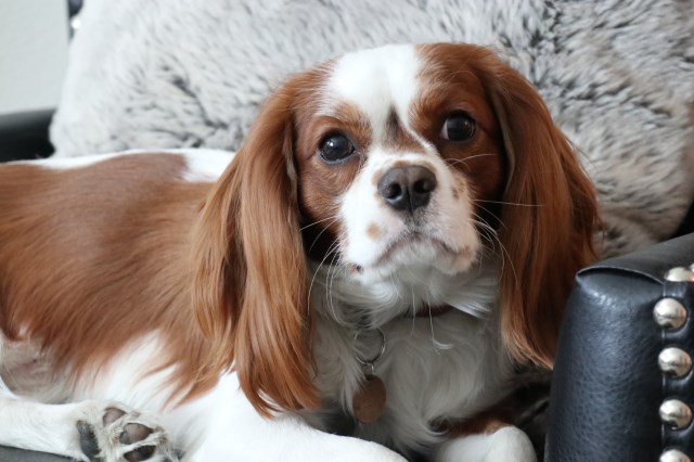 Cavalier King Charles Spaniel Stud 26115