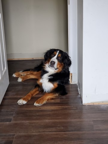 Bernese Mountain Dog Stud 27633