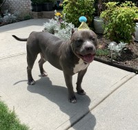 Mya Turner - American Pit Bull Terrier Stud