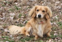 Amy McAdoo - Dachshund Stud