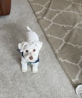 Janae - Miniature Schnauzer Stud