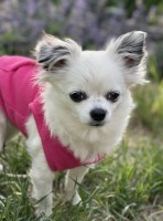 Bobbi K - Chihuahua Stud