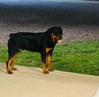 Joseph Pernell - Rottweiler Stud
