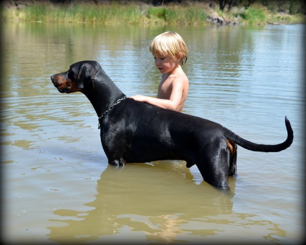 Doberman Pinscher Breeder 27519