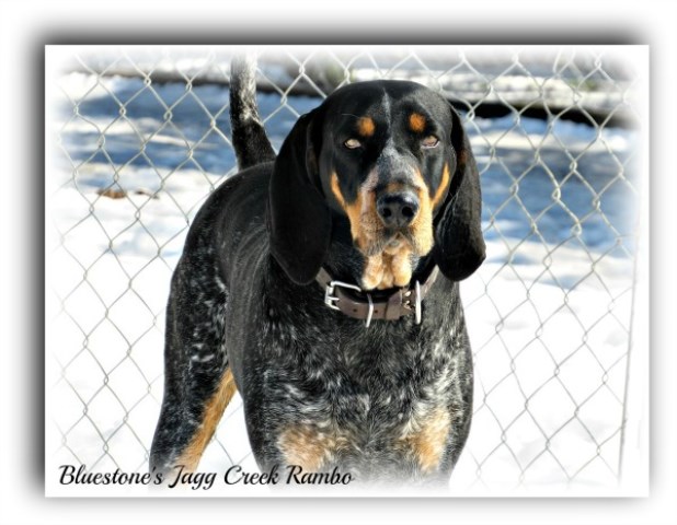 Bluetick Coonhound Stud 26291