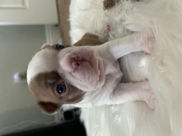 Boston Terrier Breeder 31911