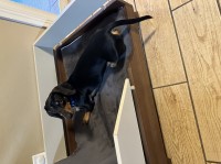 Dachshund thumbnail