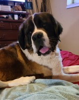 Lindsay - Saint Bernard Stud