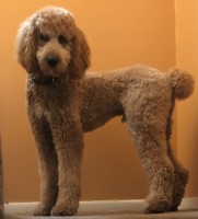 Larry Hollander - Poodle Standard Stud
