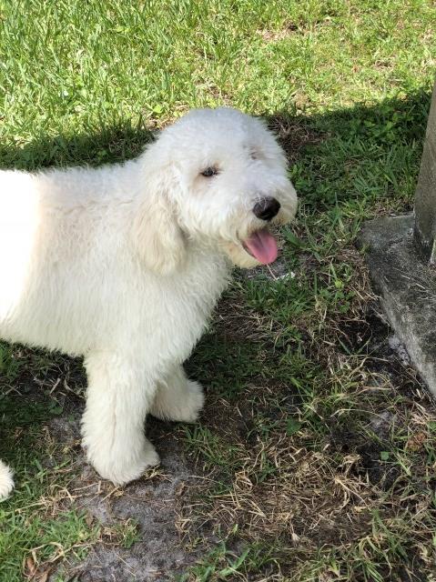 Goldendoodle Stud 27300