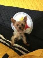 Sherri Wyandt - Yorkshire Terrier Stud