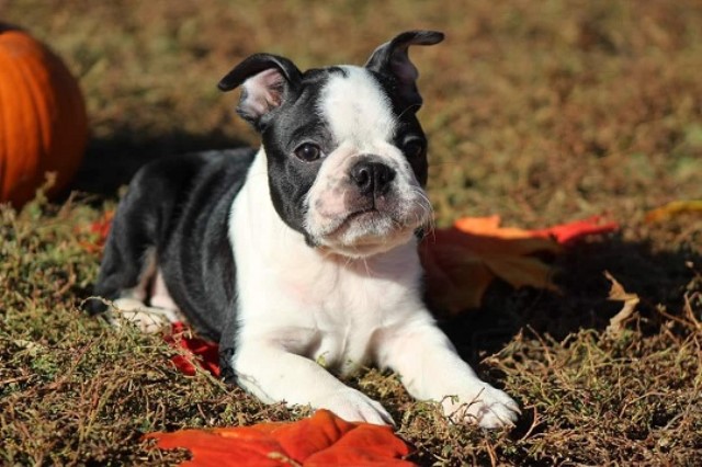 My Boston Babies