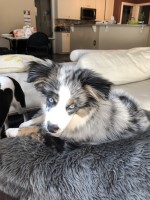 Anita - Australian Shepherd Dog Stud