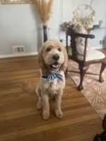 Deborah Seabreeze - Goldendoodle Stud