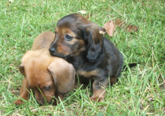 Dachshund Breeder 14574