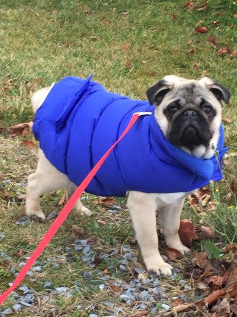 pug breeders in newfoundland bickford kennels pug breeder in st johns newfoundland pug breeders in newfoundland bickford kennels pug breeder in st johns newfoundland