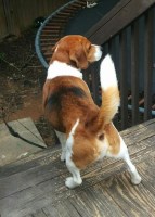 Nichole - Beagle Stud