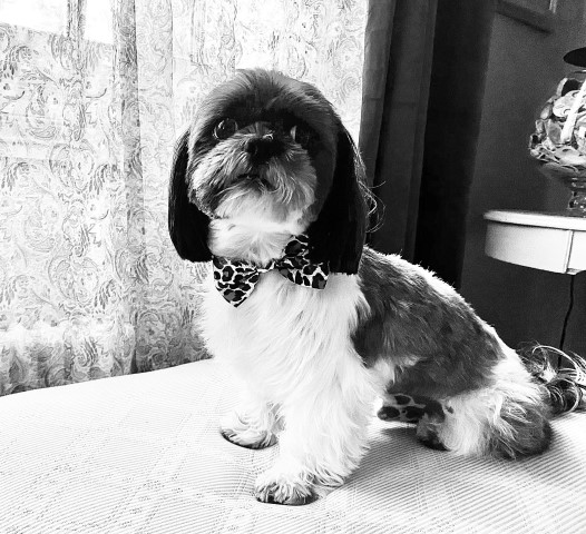 Shih Tzu Stud 29523