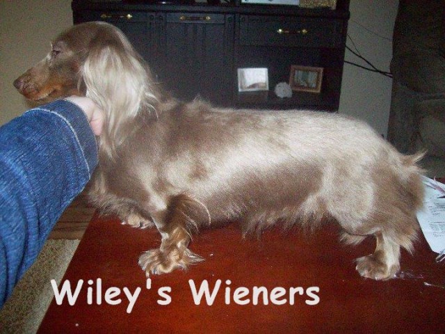 dachshund puppies for sale in wv wiley s wieners dachshund breeder in romney west virginia dachshund puppies for sale in wv wiley s wieners dachshund breeder in romney west virginia