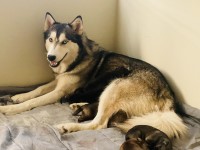 Siberian Husky thumbnail