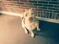 American Staffordshire Terrier thumbnail