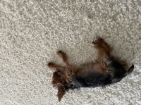 Jarius Handie - Yorkshire Terrier Stud