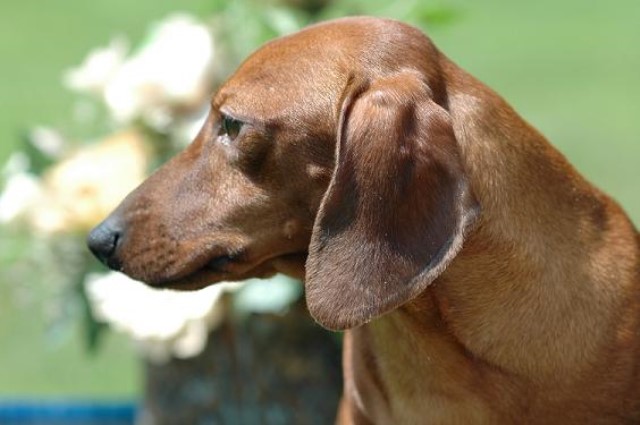 Dachshund Breeder 30206