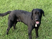 Chris Cahill - Labrador Retriever Stud
