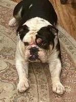 Jessica Irani - English Bulldog Stud