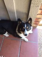 john gregg - Pembroke Welsh Corgi Stud