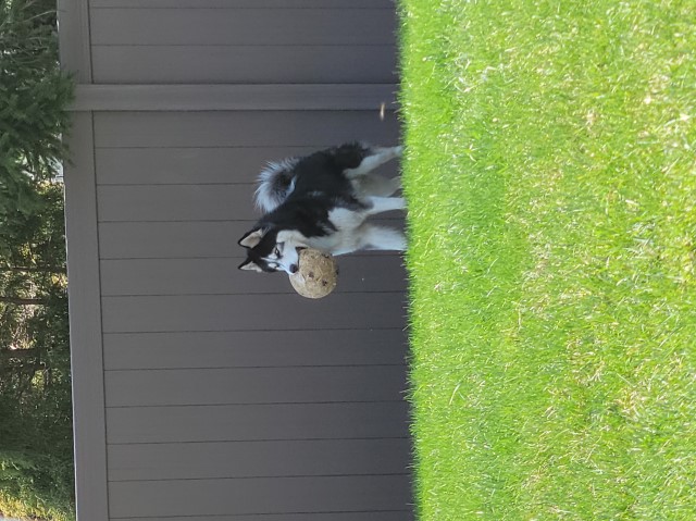 Maxx - Siberian Husky Stud