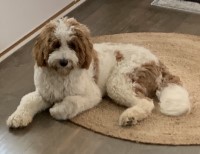 Odie - Goldendoodle Stud