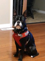 Mike Marchant - Boston Terrier Stud