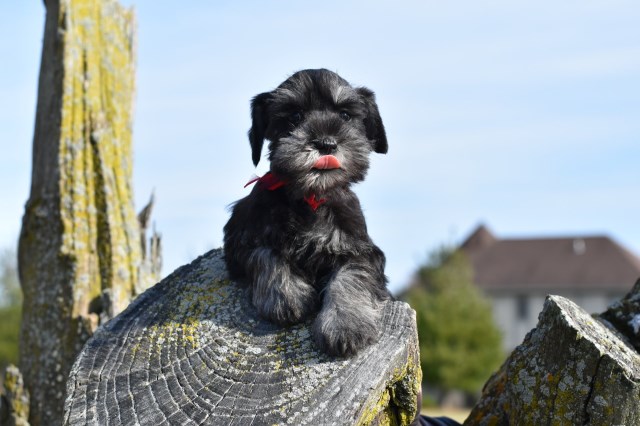 Miniature Schnauzer Breeder 26831