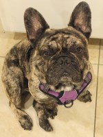 Kylan Williams - French Bulldog Stud