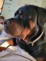 MICHELLE M CONN - Rottweiler Stud