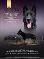 Northwoods Mystic Pawz Siberian Husky breeder