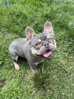Sydnye Helu - French Bulldog Stud