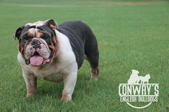 English Bulldog Stud 25886