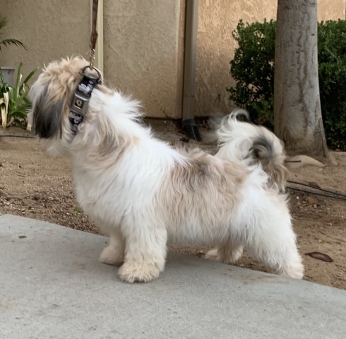 Shih Tzu Stud 29695