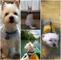 West Highland White Terrier thumbnail