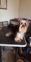 Berenice - Yorkshire Terrier Stud
